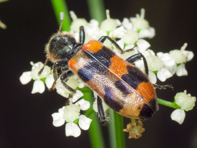 Trichodes apiarius (Linnaeus, 1758)